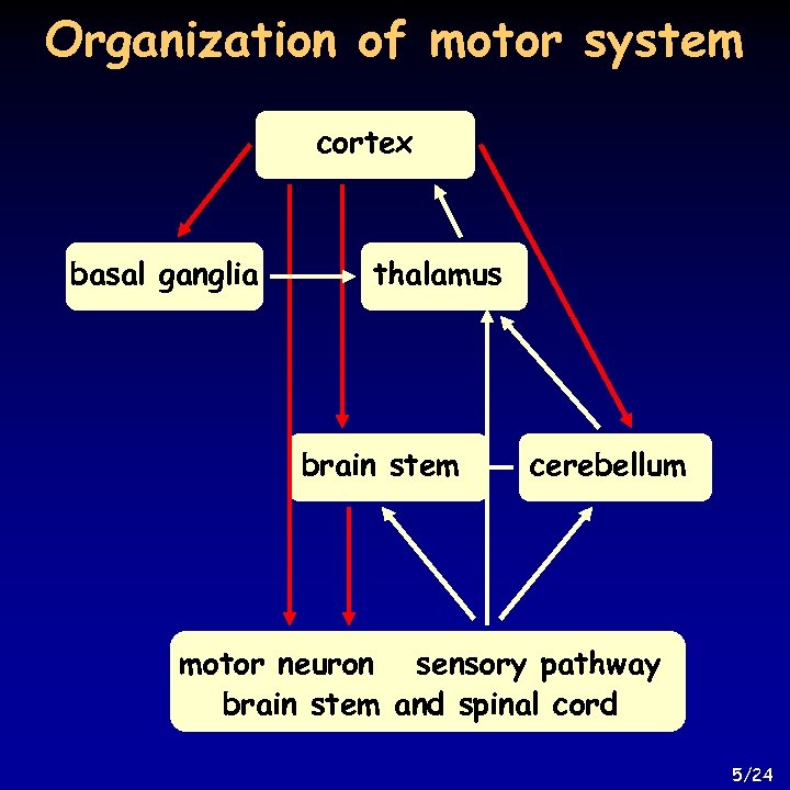 Organization of motor system cortex basal ganglia thalamus brain stem cerebellum motor neuron sensory