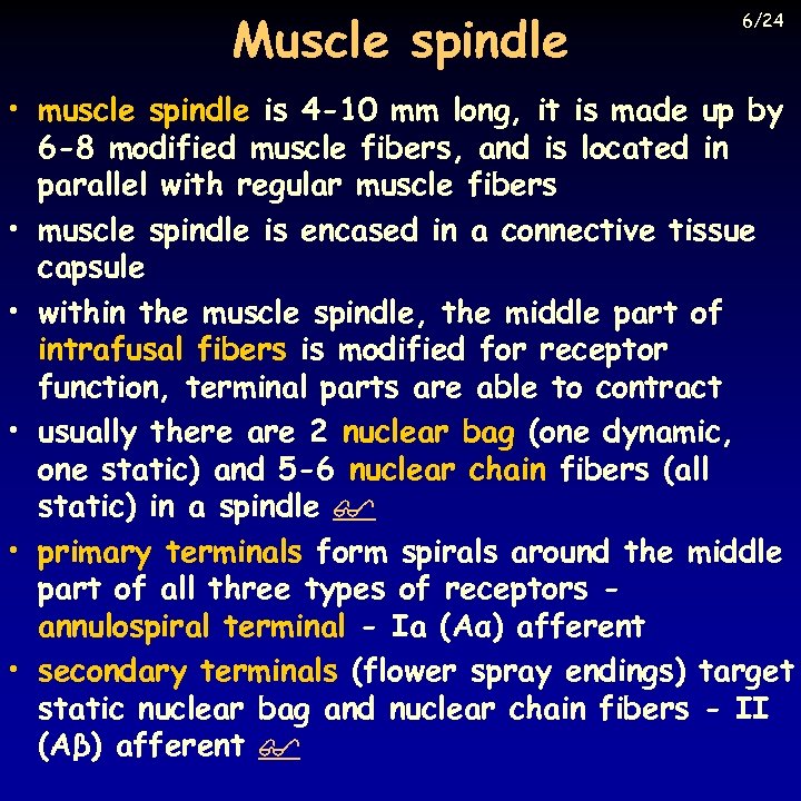 Muscle spindle 6/24 • muscle spindle is 4 -10 mm long, it is made