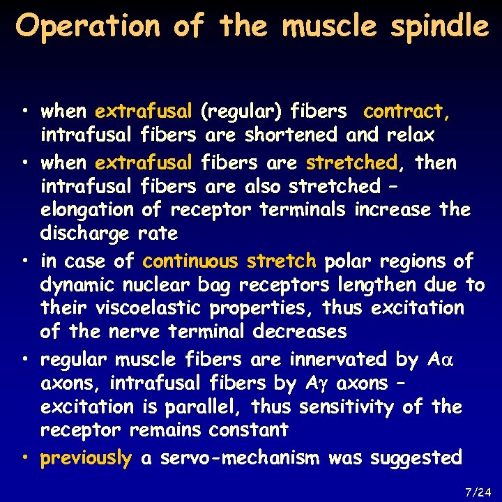 Operation of the muscle spindle • when extrafusal (regular) fibers contract, intrafusal fibers are