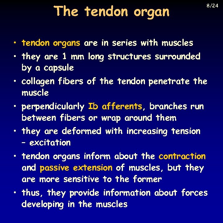 The tendon organ 8/24 • tendon organs are in series with muscles • they