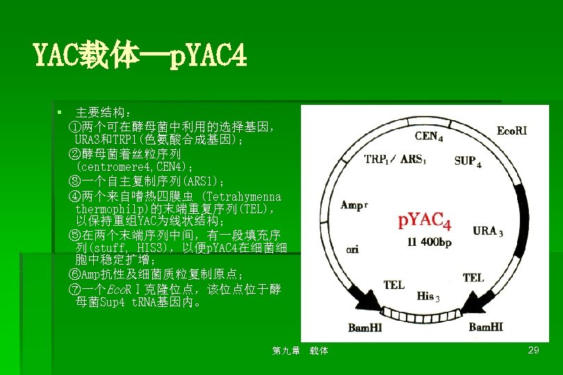 YAC载体--p. YAC 4 § 主要结构： ①两个可在酵母菌中利用的选择基因， URA 3和TRP 1(色氨酸合成基因)； ②酵母菌着丝粒序列 (centromere 4, CEN 4)；