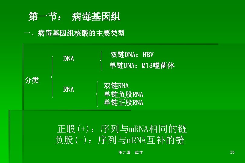 第一节： 病毒基因组 一、病毒基因组核酸的主要类型 DNA 分类 RNA 双链DNA：HBV 单链DNA：M 13噬菌体 双链RNA 单链负股RNA 单链正股RNA 正股(+)：序列与m. RNA相同的链