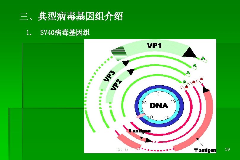 三、典型病毒基因组介绍 1. SV 40病毒基因组 第九章 载体 39 