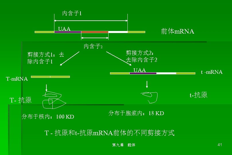 内含子 1 UAA 前体m. RNA 内含子 2 剪接方式 1：去 除内含子 1 剪接方式 2： 去除内含子