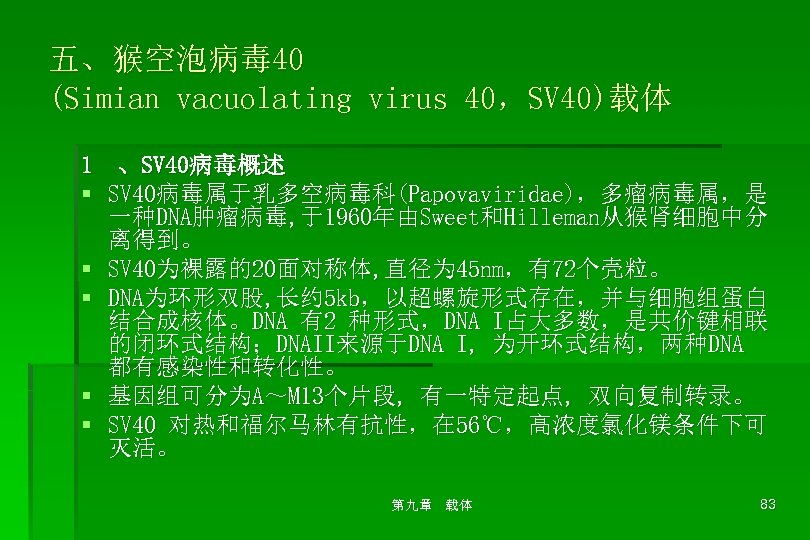 五、猴空泡病毒 40 (Simian vacuolating virus 40，SV 40)载体 1 、SV 40病毒概述 § SV 40病毒属于乳多空病毒科(Papovaviridae)，多瘤病毒属，是 一种DNA肿瘤病毒,