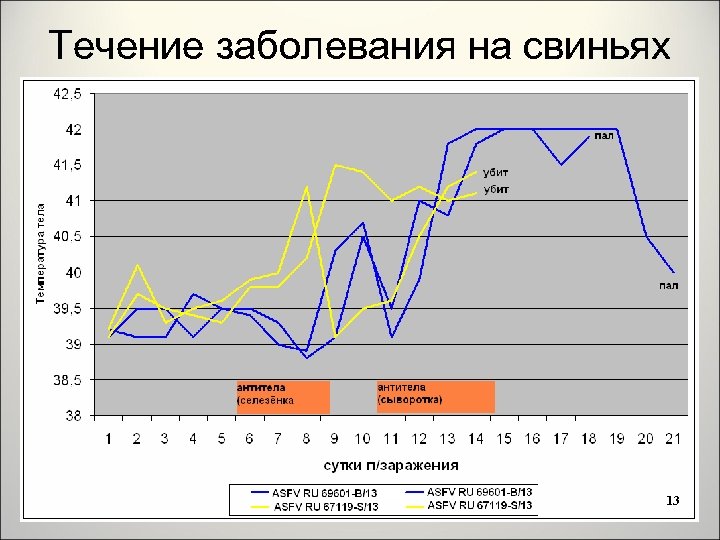 Течение заболевания на свиньях 13 