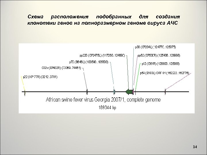Схема расположения подобранных для создания клонотеки генов на полноразмерном геноме вируса АЧС 14 