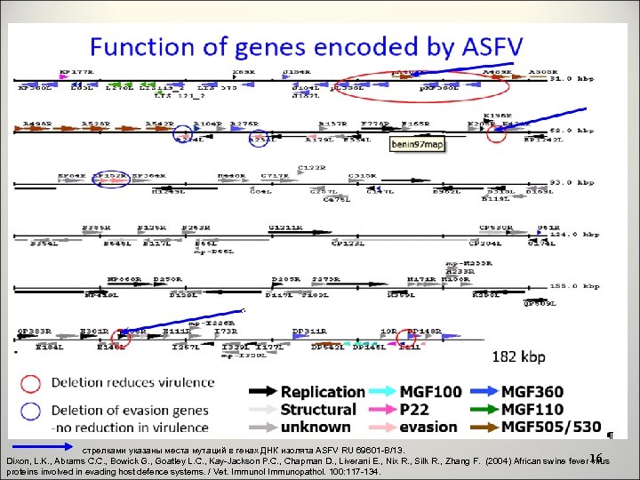 стрелками указаны места мутаций в генах ДНК изолята ASFV RU 69601 -B/13. Dixon, L.