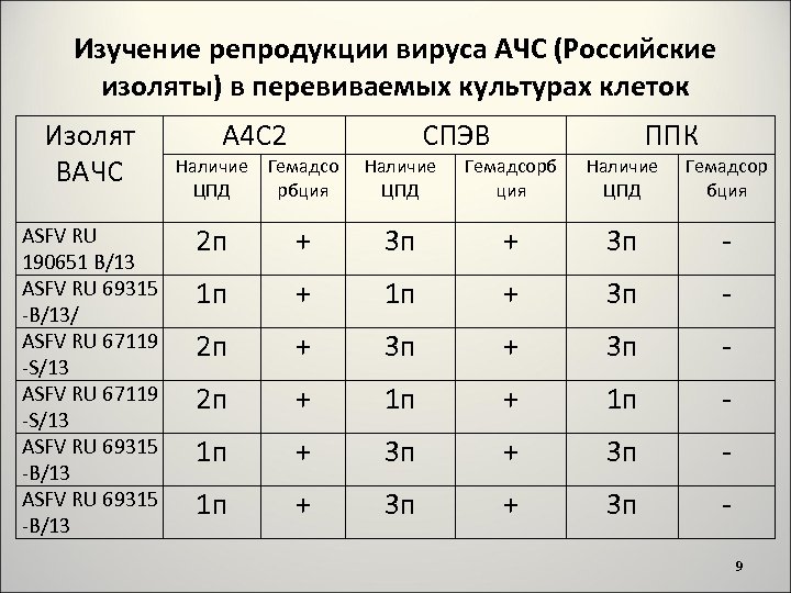 Изучение репродукции вируса АЧС (Российские изоляты) в перевиваемых культурах клеток Изолят ВАЧС ASFV RU