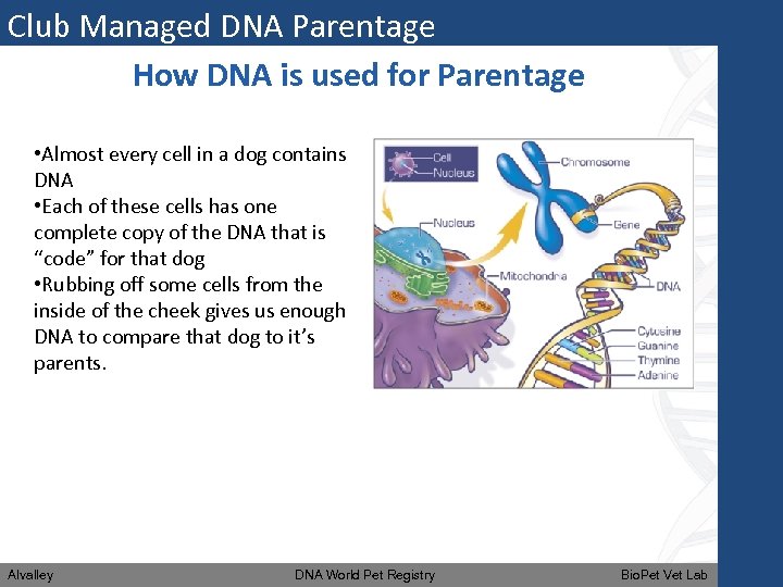 Club Managed DNA Parentage How DNA is used for Parentage • Almost every cell