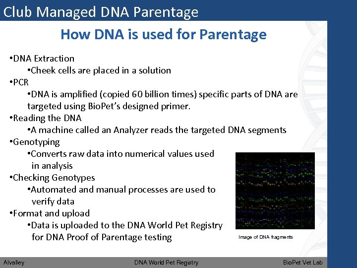 Club Managed DNA Parentage How DNA is used for Parentage • DNA Extraction •