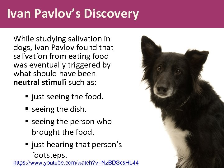 Ivan Pavlov’s Discovery While studying salivation in dogs, Ivan Pavlov found that salivation from
