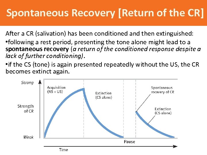 Spontaneous Recovery [Return of the CR] After a CR (salivation) has been conditioned and