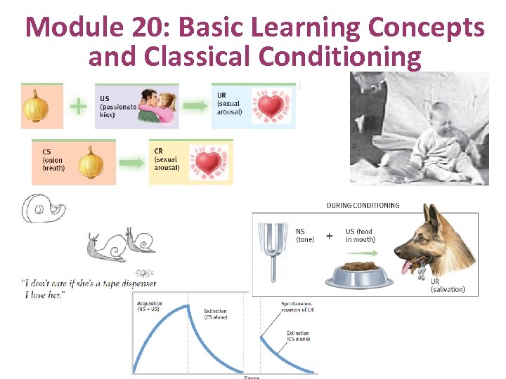 Module 20: Basic Learning Concepts and Classical Conditioning 