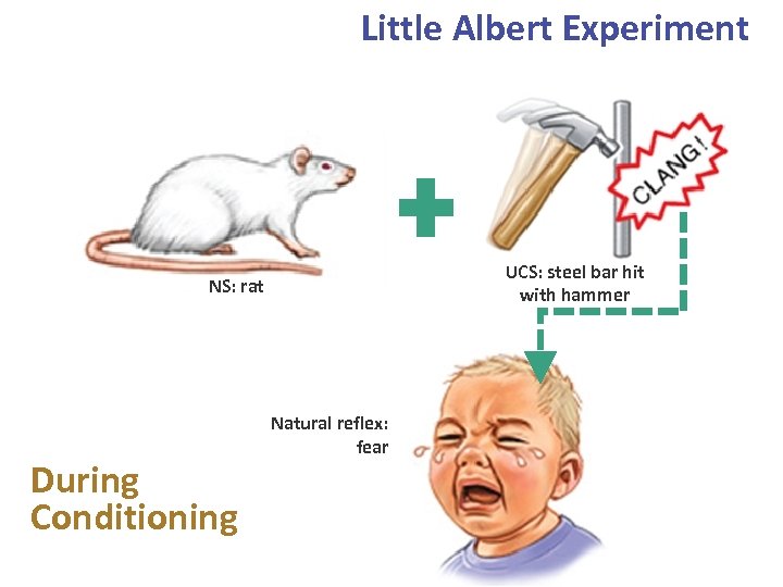 Little Albert Experiment UCS: steel bar hit with hammer NS: rat During Conditioning Natural