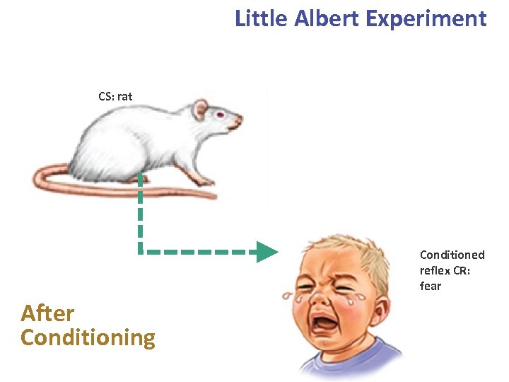 Little Albert Experiment CS: rat Conditioned reflex CR: fear After Conditioning 