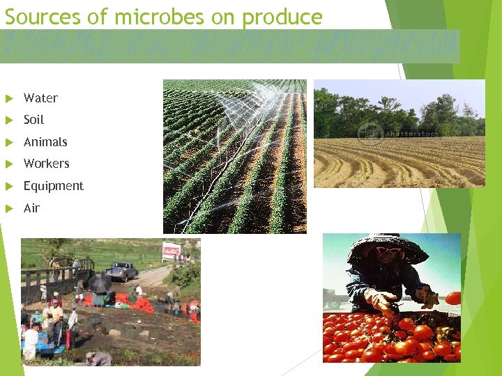Sources of microbes on produce Water Soil Animals Workers Equipment Air 