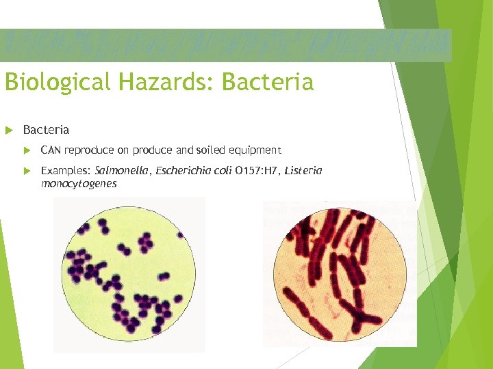Biological Hazards: Bacteria CAN reproduce on produce and soiled equipment Examples: Salmonella, Escherichia coli