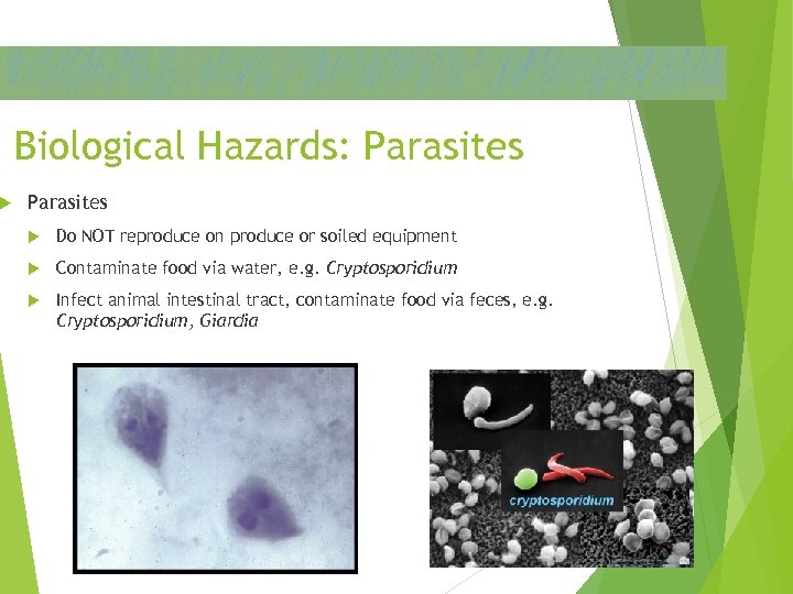  Biological Hazards: Parasites Do NOT reproduce on produce or soiled equipment Contaminate food