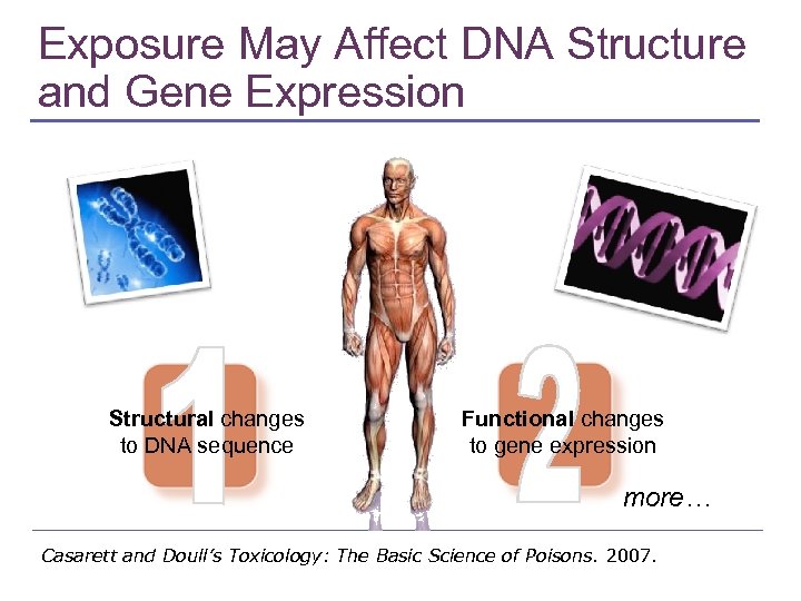 Exposure May Affect DNA Structure and Gene Expression Structural changes to DNA sequence Functional