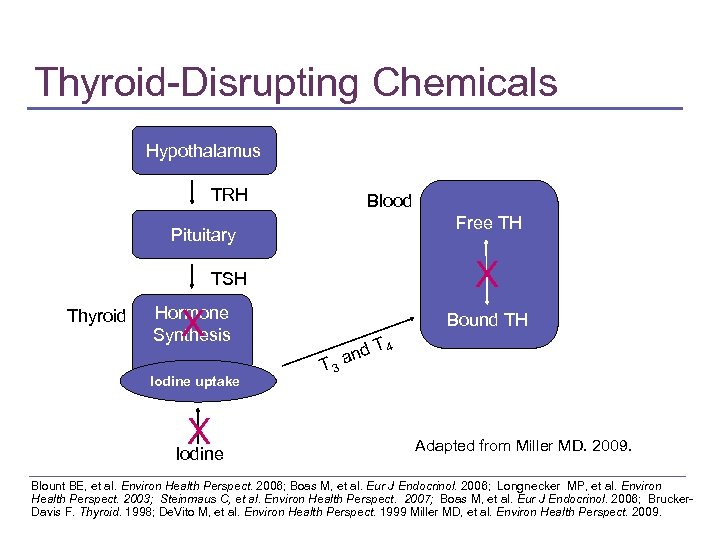 Thyroid-Disrupting Chemicals Hypothalamus TRH Blood Free TH Pituitary X TSH Thyroid Hormone Synthesis X