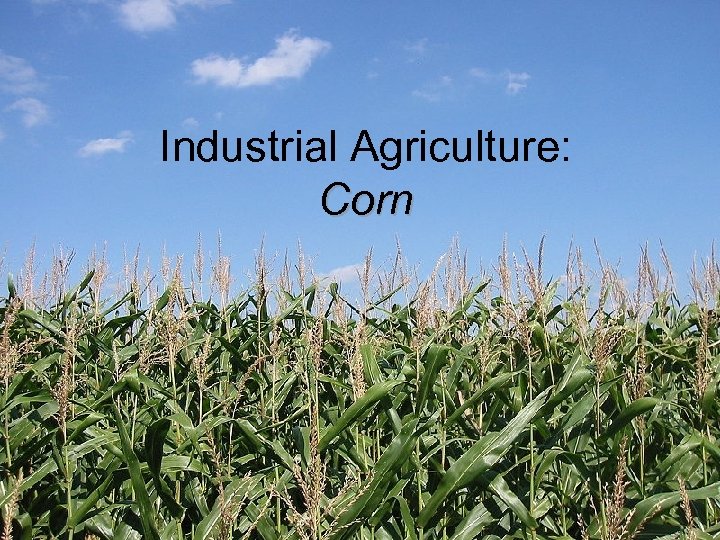 Industrial Agriculture: Corn 