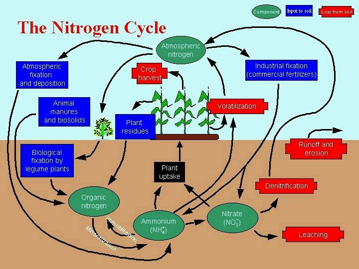 Nitrogen Cycle 