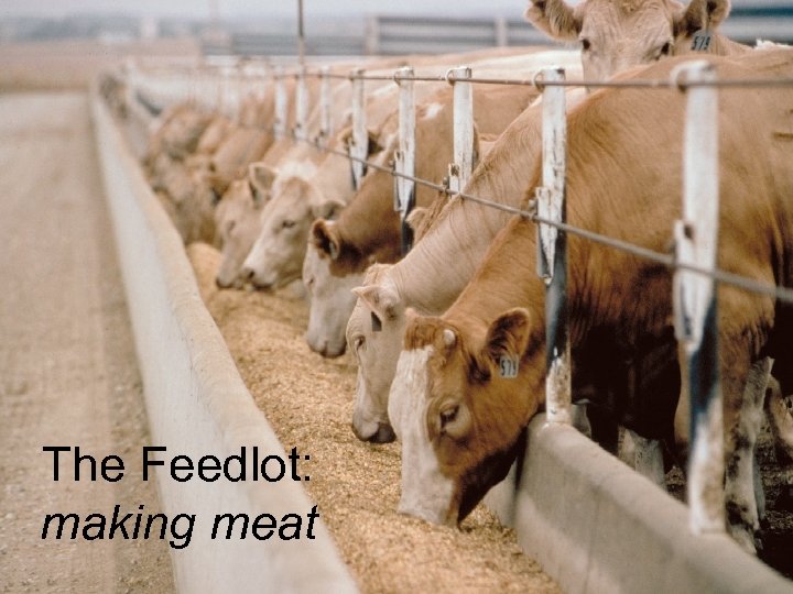 The Feedlot: making meat 