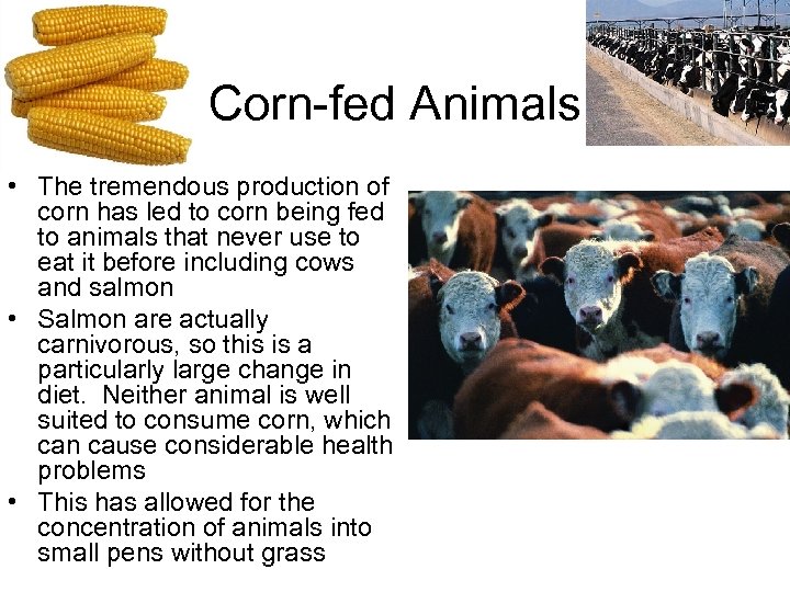 Corn-fed Animals • The tremendous production of corn has led to corn being fed