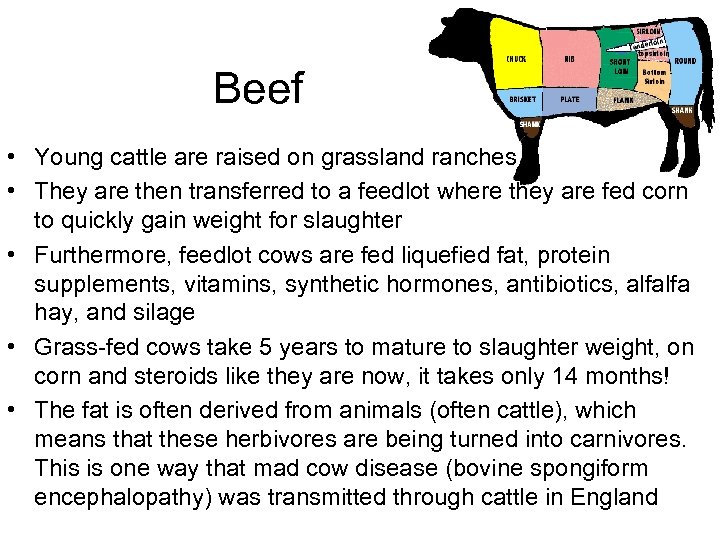 Beef • Young cattle are raised on grassland ranches • They are then transferred