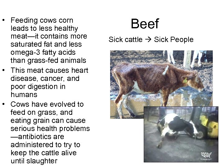  • Feeding cows corn leads to less healthy meat—it contains more saturated fat