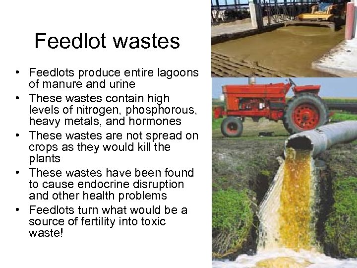 Feedlot wastes • Feedlots produce entire lagoons of manure and urine • These wastes