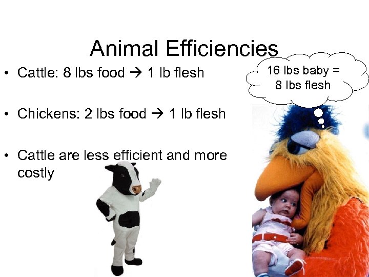 Animal Efficiencies • Cattle: 8 lbs food 1 lb flesh • Chickens: 2 lbs