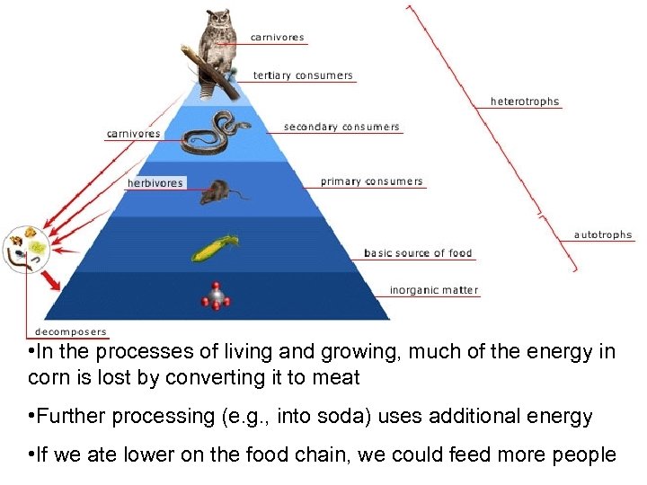 Food chain • In the processes of living and growing, much of the energy