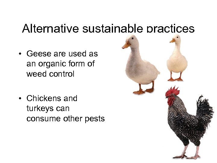 Alternative sustainable practices • Geese are used as an organic form of weed control