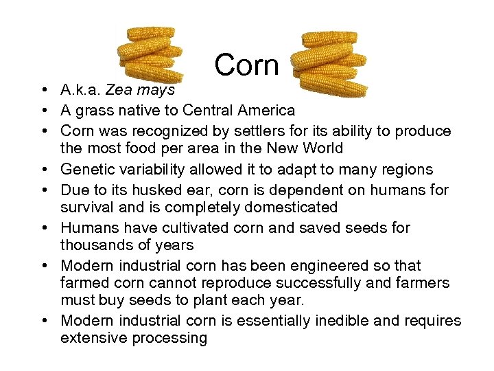 Corn • A. k. a. Zea mays • A grass native to Central America