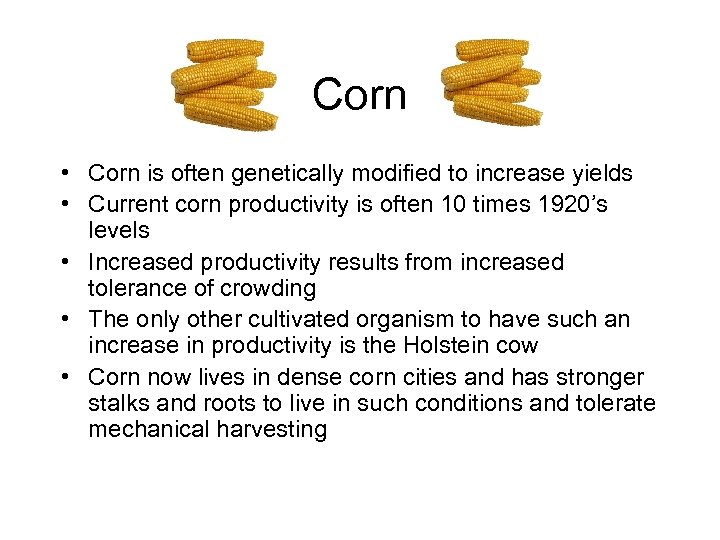 Corn • Corn is often genetically modified to increase yields • Current corn productivity