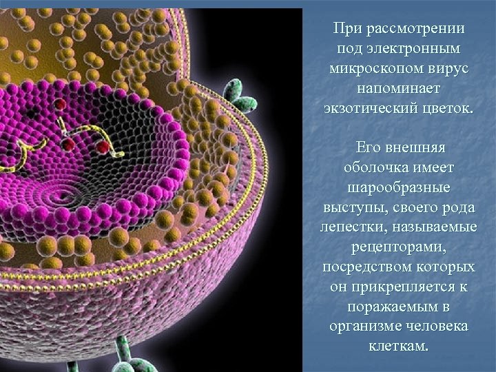 При рассмотрении под электронным микроскопом вирус напоминает экзотический цветок. Его внешняя оболочка имеет шарообразные