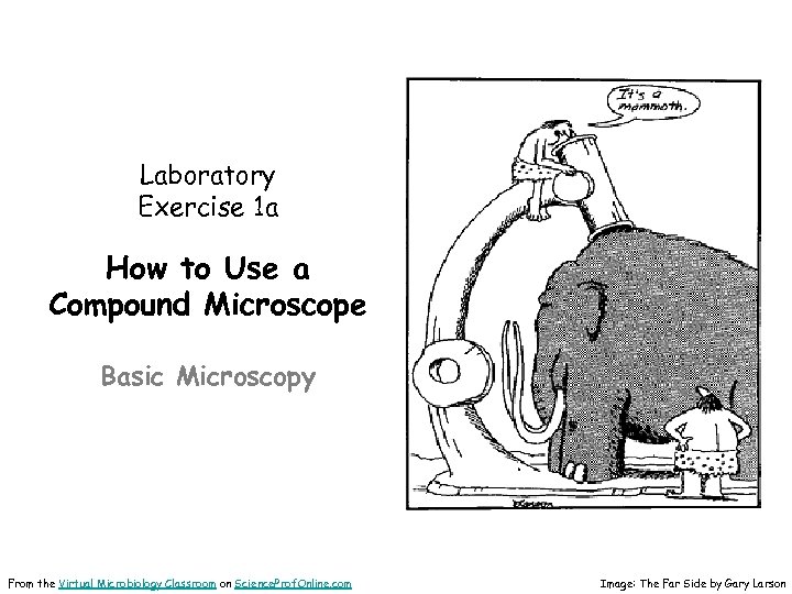 Laboratory Exercise 1 a How to Use a Compound Microscope Basic Microscopy From the