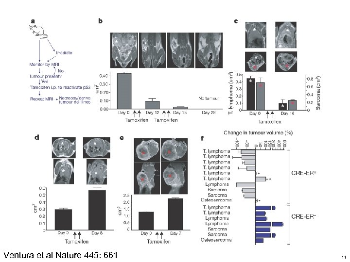 Ventura et al Nature 445: 661 11 