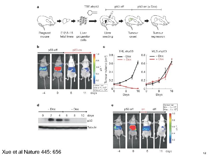 Xue et al Nature 445: 656 12 