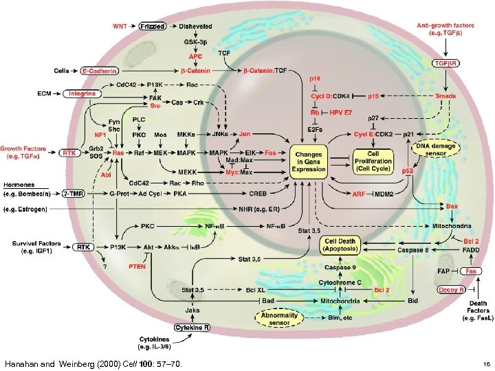 Hanahan and Weinberg (2000) Cell 100: 57– 70. 16 