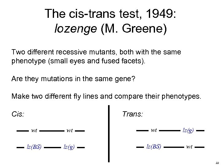 The cis-trans test, 1949: lozenge (M. Greene) Two different recessive mutants, both with the
