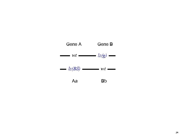 Gene A Gene B wt lz(g) lz(BS) wt Aa Bb 24 