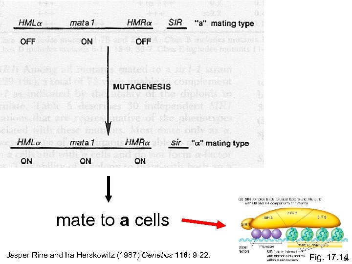 Rine schematic mate to a cells Jasper Rine and Ira Herskowitz (1987) Genetics 116: