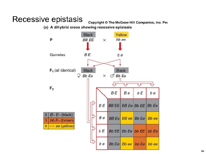 Recessive epistasis 44 