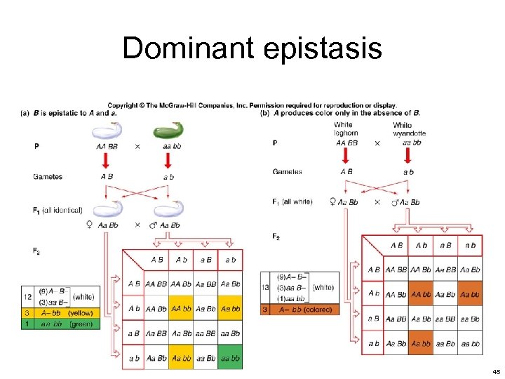 Dominant epistasis 45 