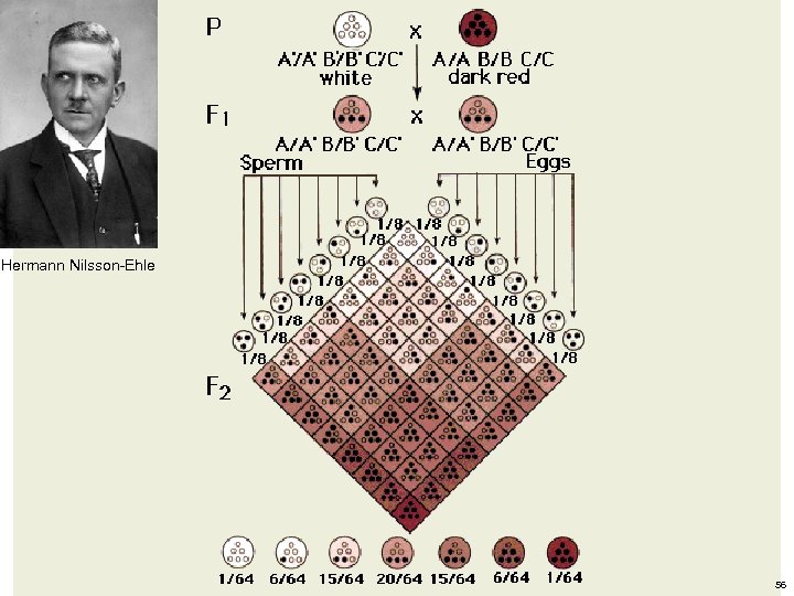 Hermann Nilsson-Ehle 56 