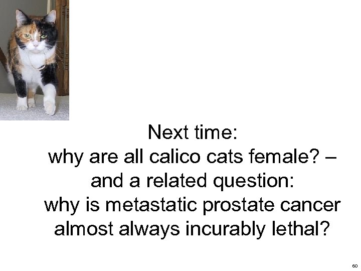 Next time: why are all calico cats female? – and a related question: why