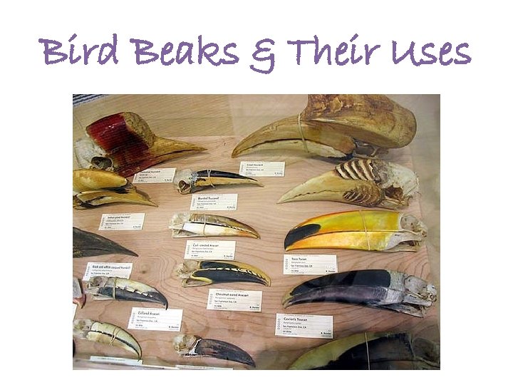 Bird Beaks & Their Uses 